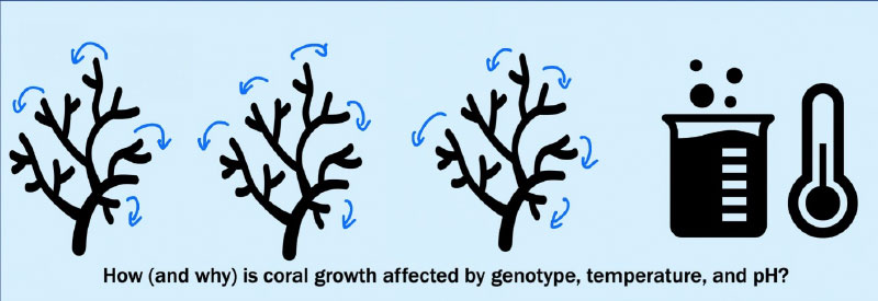 Coral Reef Graphic
