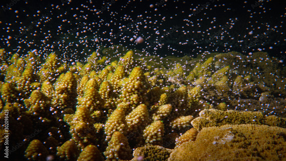 corals.jpg
