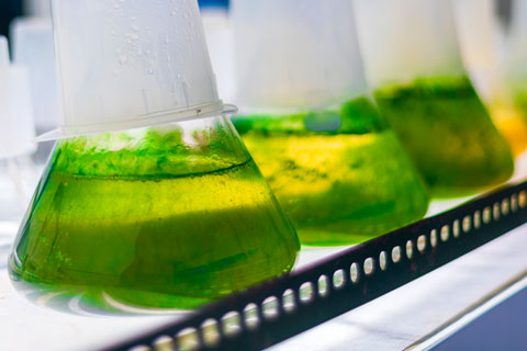 toxic algae bloom