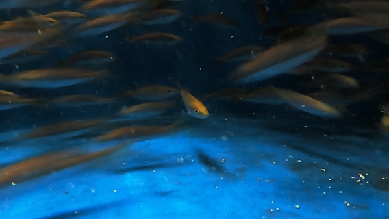 naturebased-aquaculture_ichthyo3-edit.jpg